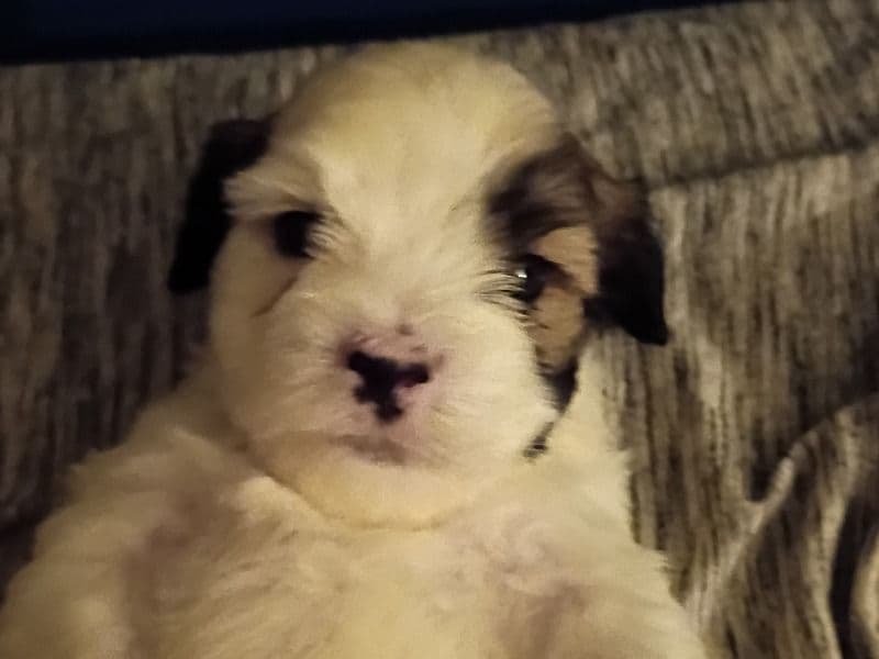 Maltipoo 1 month old male small named Boba for sale in Nevada County, Arkansas | Petmeetly