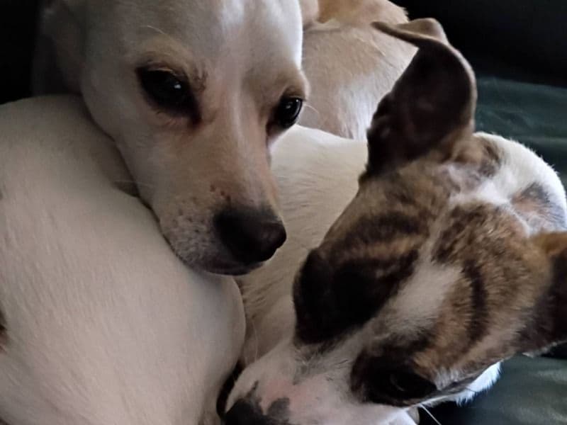 Chihuahua 2 years old male small named Charlie And Patches. They Are Both Female And Male for adoption in Coffee County, Tennessee | Petmeetly