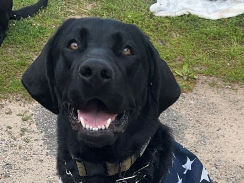 Labrador Retriever 2 years 4 months old male large named Rugar for breeding in Three Lakes, Wisconsin | Petmeetly