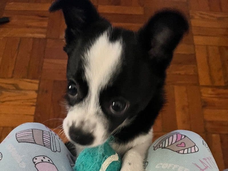 Miniature Chihuahua 11 months old male small named Tux for breeding in Hamilton County, Ohio | Petmeetly