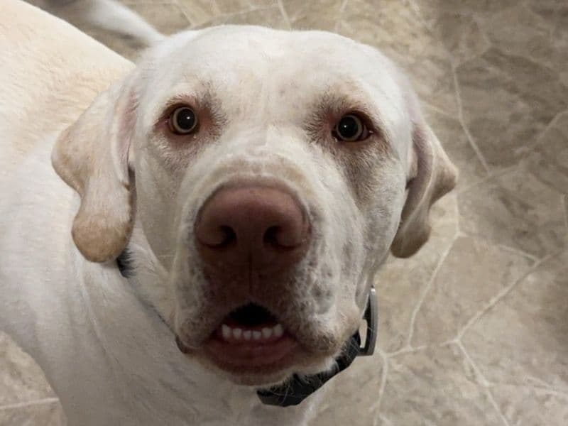 Labrador Retriever 3 years 8 months old male extra large named Bhoot for sale in Howard County, Indiana | Petmeetly