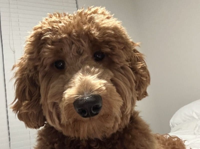 Mini Golden Doodle 1 year 3 months old male medium named Mochi for breeding in Mecklenburg County, North Carolina | Petmeetly