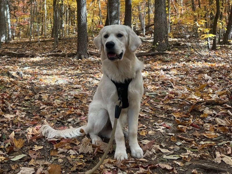 English Golden Retriever 2 years 7 months old male extra large named Moose for breeding in Henderson County, North Carolina | Petmeetly