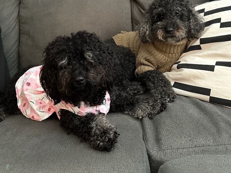Toy Poodle 2 years 11 months old female small named Luna for breeding in Broward County, Florida | Petmeetly