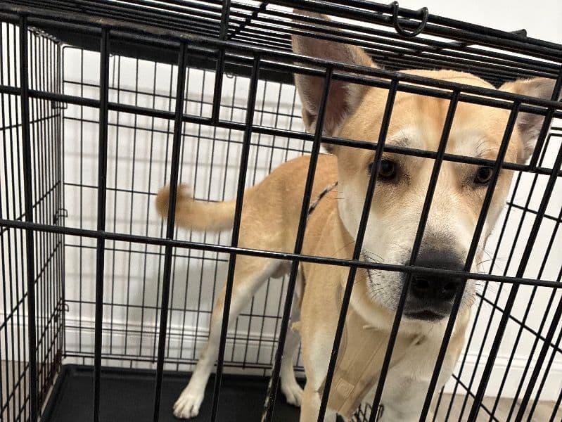 German Shepherd 2 years old male large named Delta for sale in Philadelphia County, Pennsylvania | Petmeetly