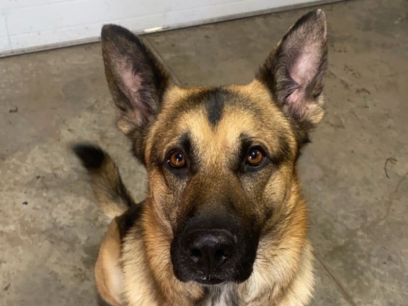 King Shepherd 7 years 1 month old male large named Foose for breeding in Middlesex County, Ontario | Petmeetly