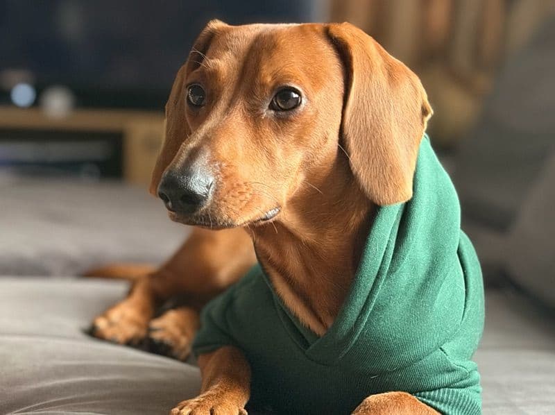 Scooby primary photo