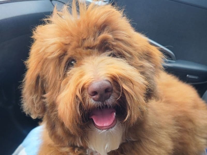 Mini Aussiedoodle 2 years 1 month old female medium named Twyla for breeding in San Diego County, California | Petmeetly