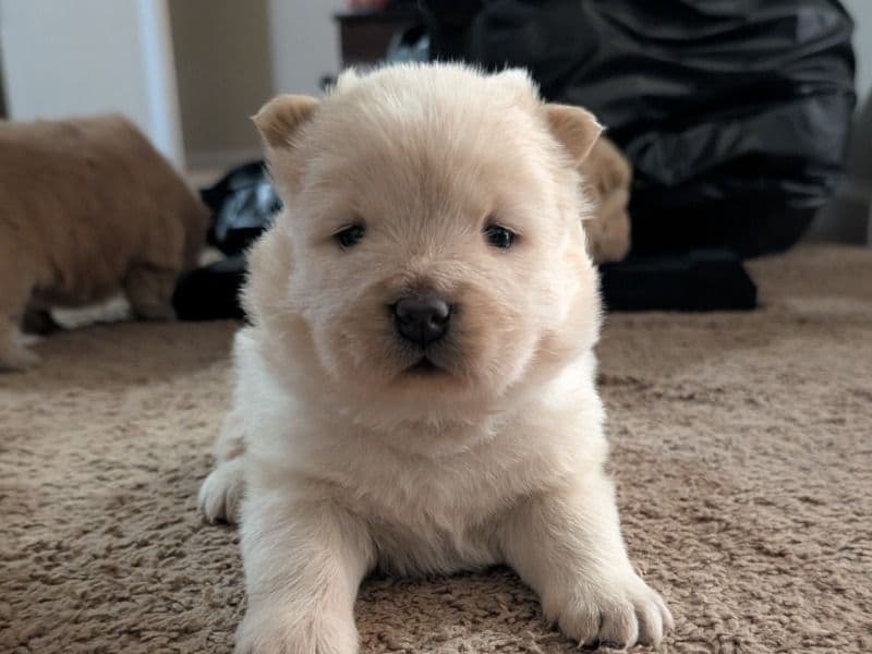 Chow Chow 1 month old female small named Female 2 for sale in Madison County, Alabama | Petmeetly