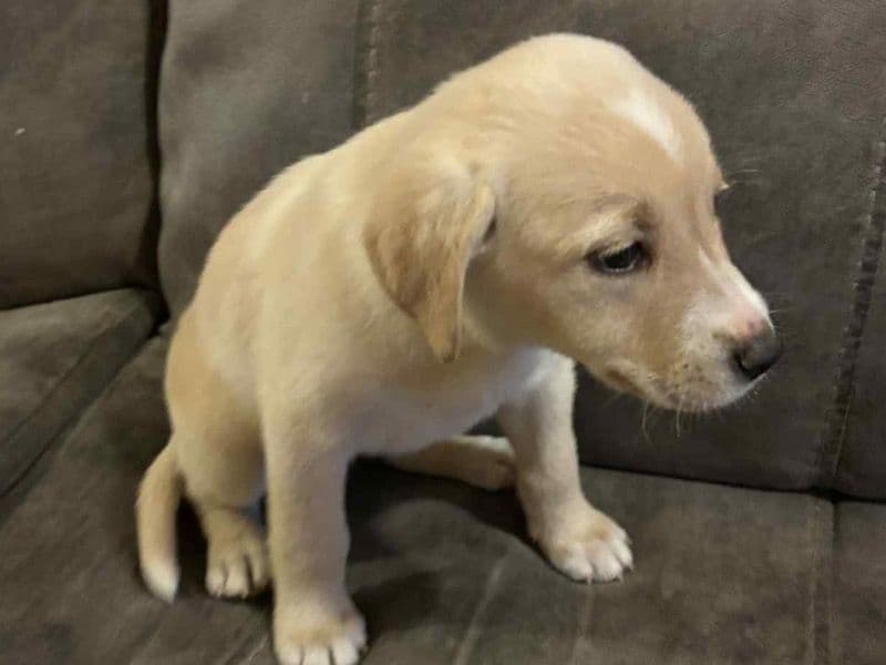 White Labrador Retriever 5 months old female small named Luna for sale in Mecklenburg County, North Carolina | Petmeetly