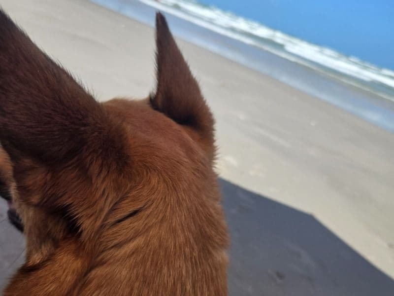 Corgi 1 year 7 months old female medium named Bingo for breeding in Bexar County, Texas | Petmeetly