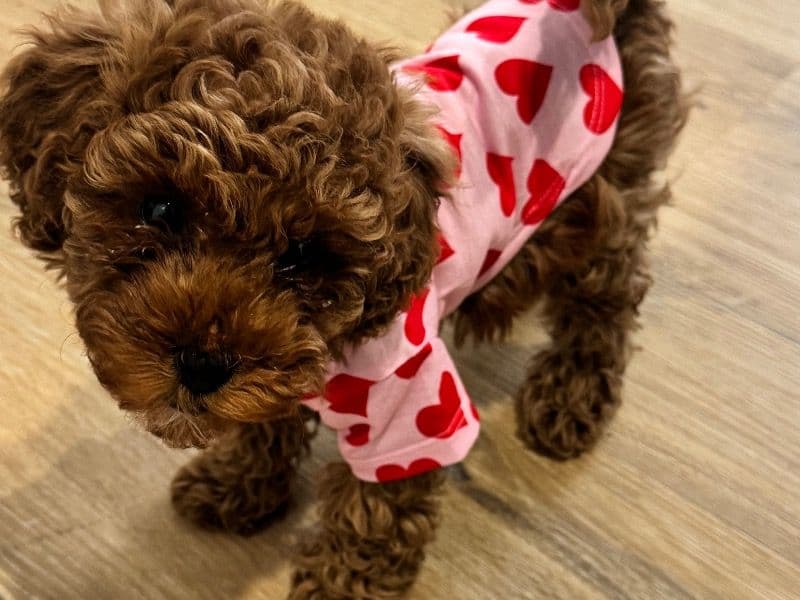 Miniature Poodle 1 year 6 months old female small named Dream for breeding in Philadelphia County, Pennsylvania | Petmeetly