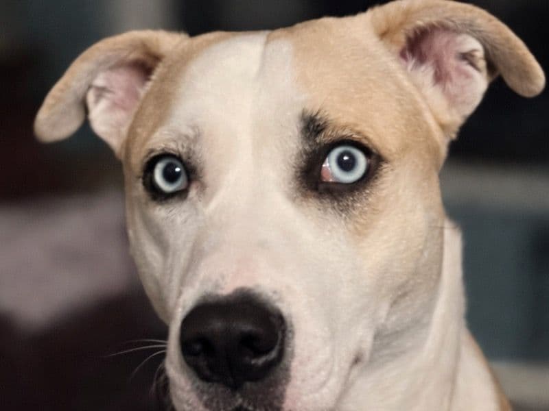 Alaskan Husky 1 year 8 months old female large named Shadow for sale in Muscatine County, Iowa | Petmeetly