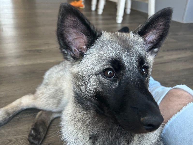 Norwegian Elkhound 1 year 1 month old female medium named Harlee for breeding in Blount County, Tennessee | Petmeetly