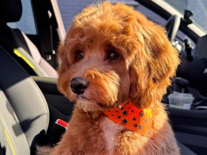 Cavapoo (Cavadoodle) 1 year 6 months old male small named Buster for breeding in Монтгомери, Пенсильвания | Petmeetly