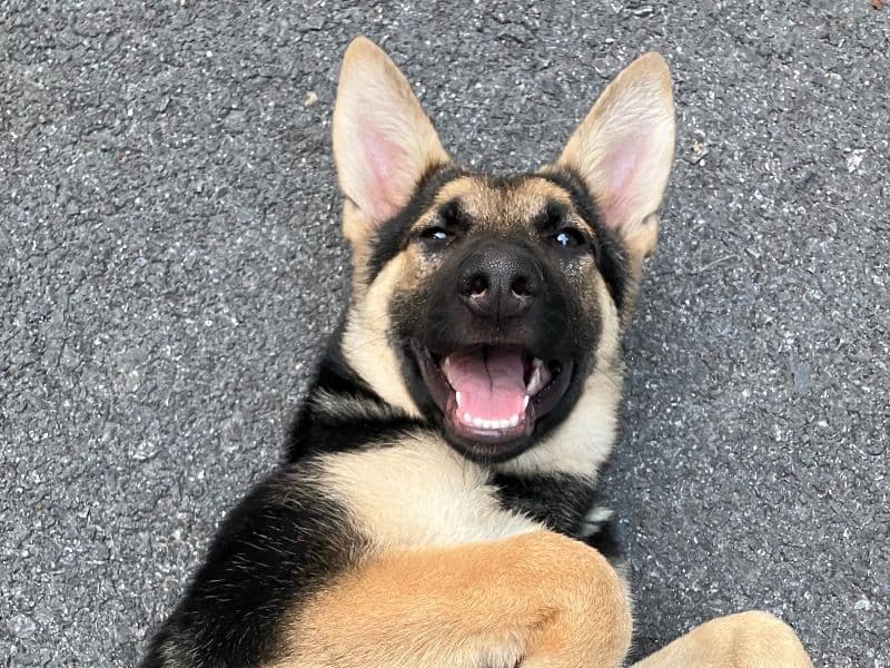German Shepherd 1 year old female medium named Coacoa for sale in Montgomery County, Maryland | Petmeetly
