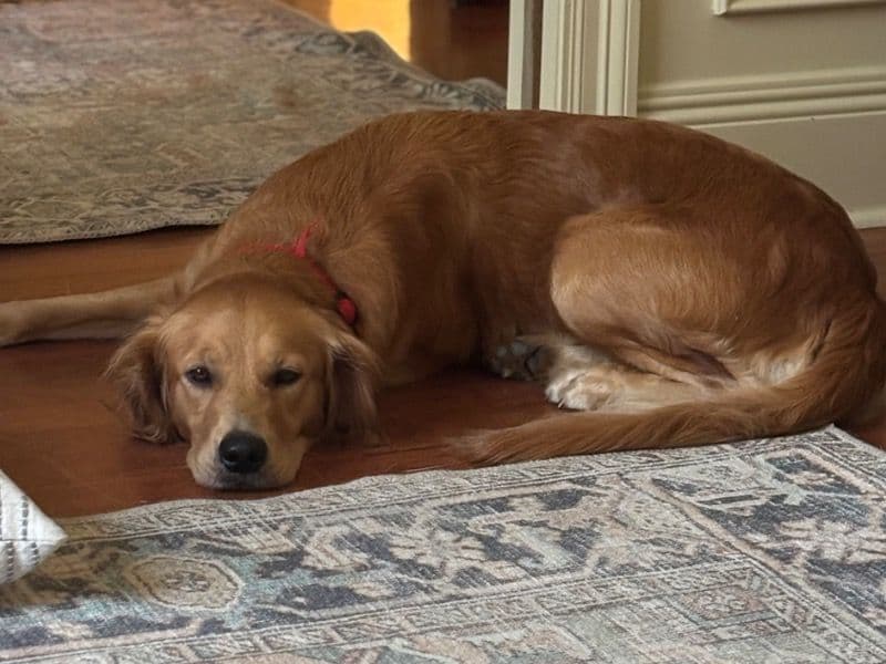 English Golden Retriever 1 year 10 months old female large named June for breeding in St. Tammany Parish, Louisiana | Petmeetly