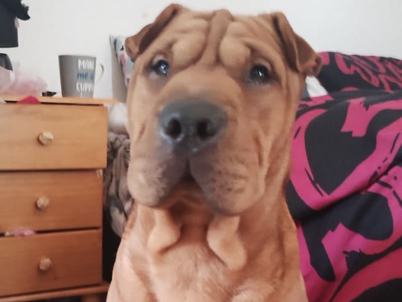 Chinese Shar-Pei 1 year 1 month old male medium named Bruno for breeding in Belfast, Northern Ireland | Petmeetly