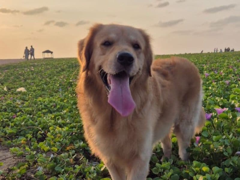 English Golden Retriever 4 years 2 months old male large named Kutta for breeding in Gerugambakkam, Tamil Nadu | Petmeetly