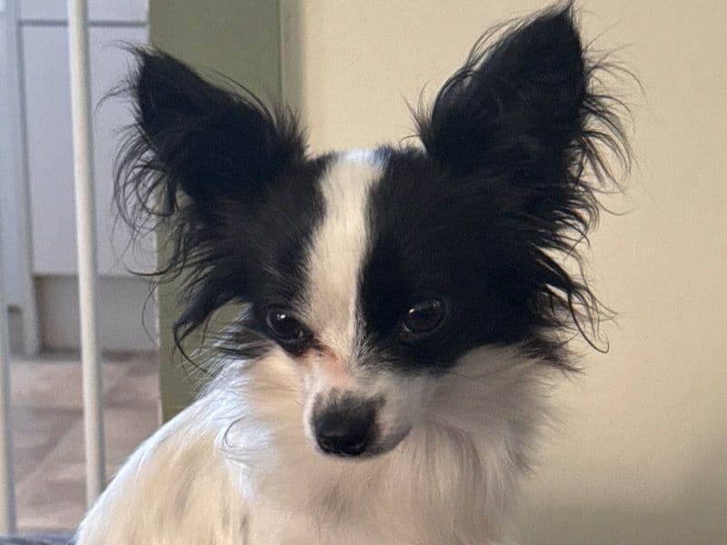 Minnie primary photo