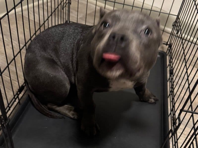 American Bully 9 months old female small named Storm for sale in Orange County, North Carolina | Petmeetly