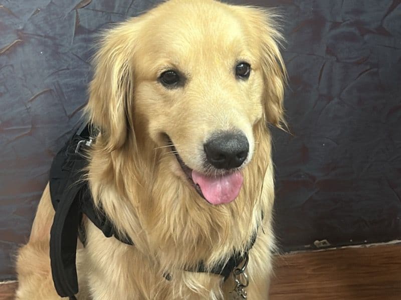 English Golden Retriever 3 years 5 months old male large named Bruno for breeding in Gurugram | Petmeetly