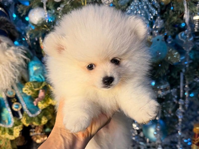 Pomeranian 2 months old male small named Lucky for sale in Sacramento County, California | Petmeetly