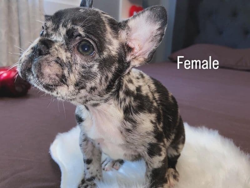 French Bulldog 3 months old female small named Coco for breeding in Cook County, Illinois | Petmeetly