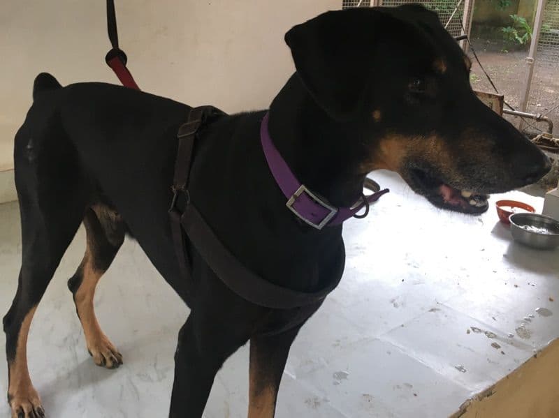 Doberman 9 years old male large named Jimmy for breeding in Konkan Division, Maharashtra | Petmeetly