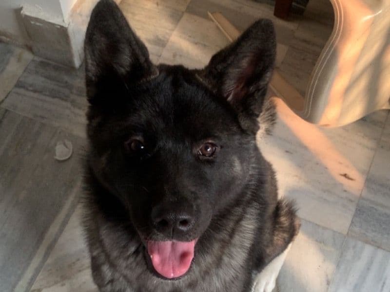 American Akita 1 year old female medium named Kira for breeding in Presidency Division, West Bengal | Petmeetly