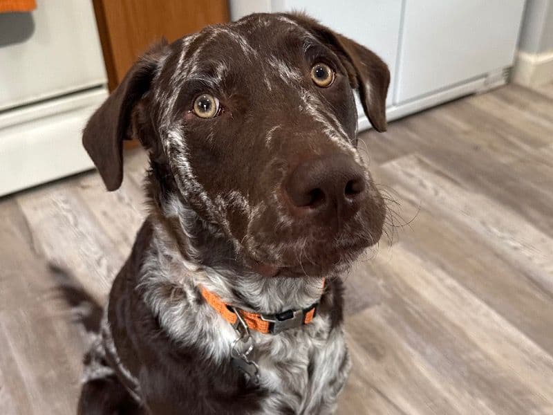 Labradoodle 1 year 9 months old male large named Miller for breeding in Roanoke, Virginia | Petmeetly