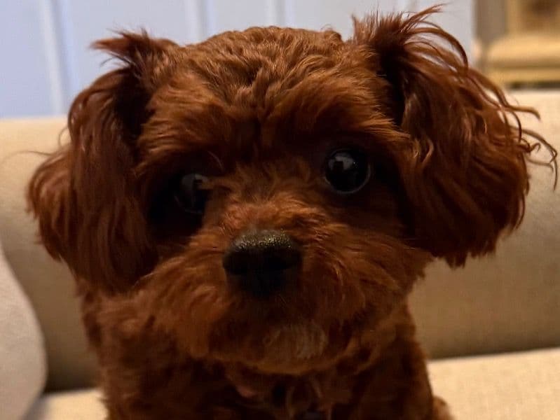 Cavapoo (Cavadoodle) 1 year 4 months old female small named Abby for breeding in Sarasota County, Florida | Petmeetly