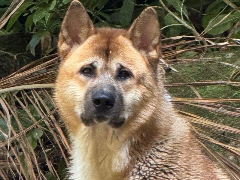 American Akita 2 years 7 months old male large named Elvis for breeding in Greater London, England | Petmeetly