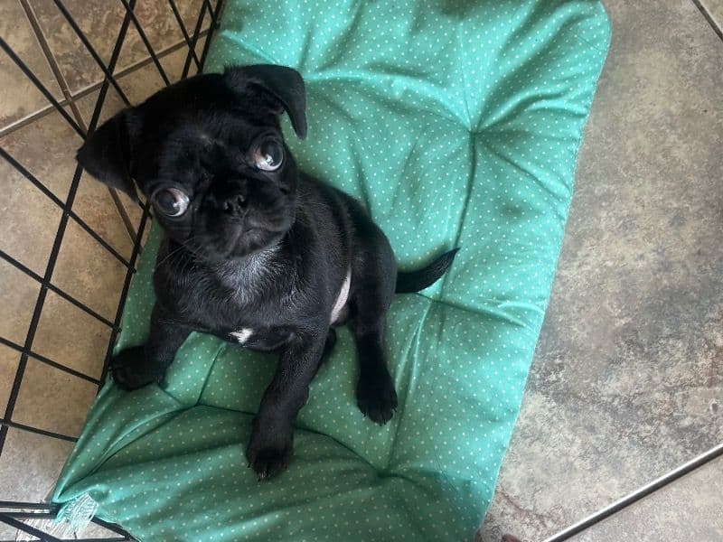 Tiny - Pug | Petmeetly