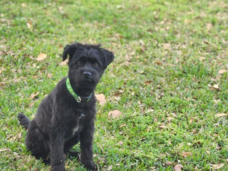 Australian Shepherd 2 years 7 months old male medium named Scotty for breeding in New Castle County, Delaware | Petmeetly