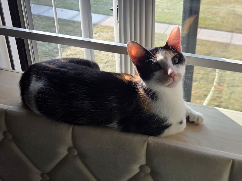American Shorthair 8 months old female named Lola for adoption in Wayne County, Michigan | Petmeetly