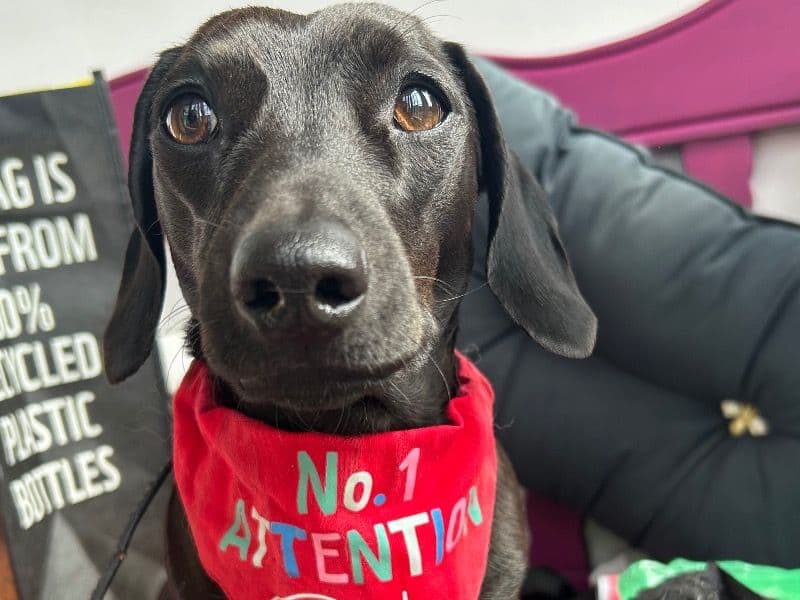 Ronnie primary photo