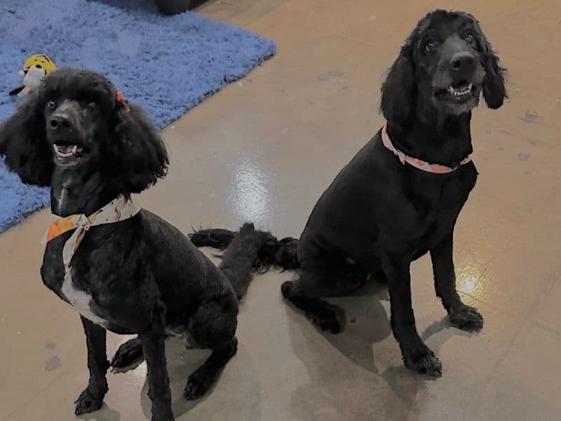 Standard Poodle 6 years old female large named Fiji for adoption in Dallas County, Texas | Petmeetly