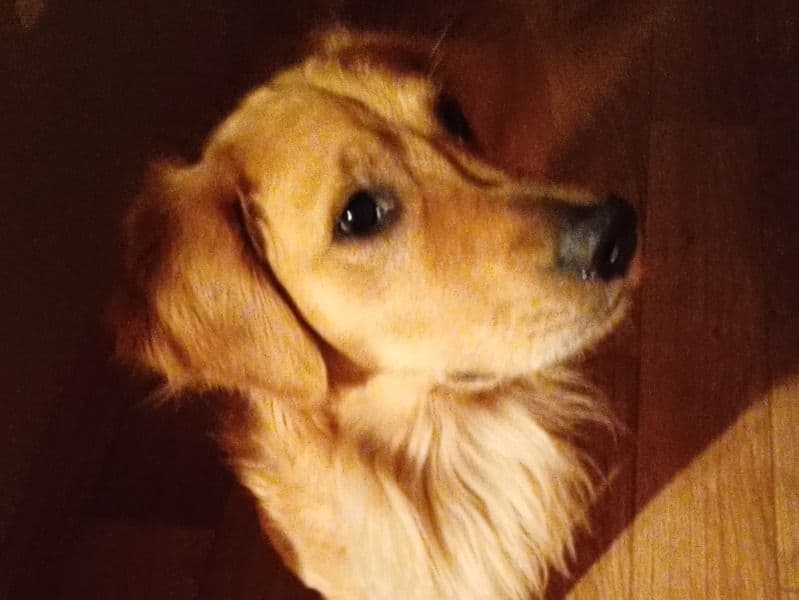 English Golden Retriever 3 years 9 months old male large named Ruger for breeding in Dewey County, Oklahoma | Petmeetly