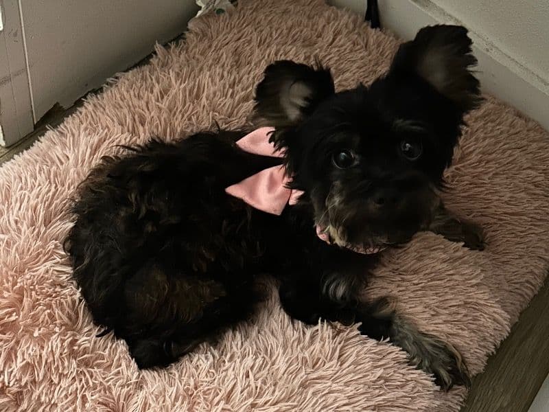 Yorkipoo 6 years old female small named Ari for breeding in Bexar County, Texas | Petmeetly