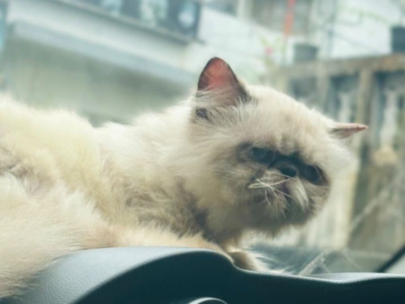 Himalayan 2 years 8 months old male named Kichii for breeding in Thiruvananthapuram, Kerala | Petmeetly