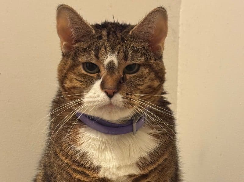 Domestic Shorthair 14 years 1 month old female named Tyty for adoption in Plymouth County, Massachusetts | Petmeetly