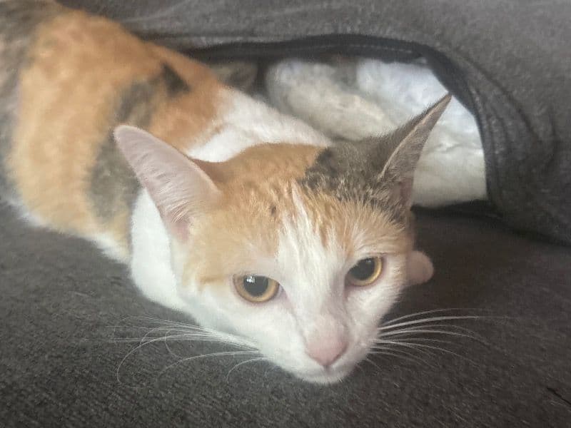 Munchkin 1 year 5 months old female named Jasmin for breeding in Gem County, Idaho | Petmeetly