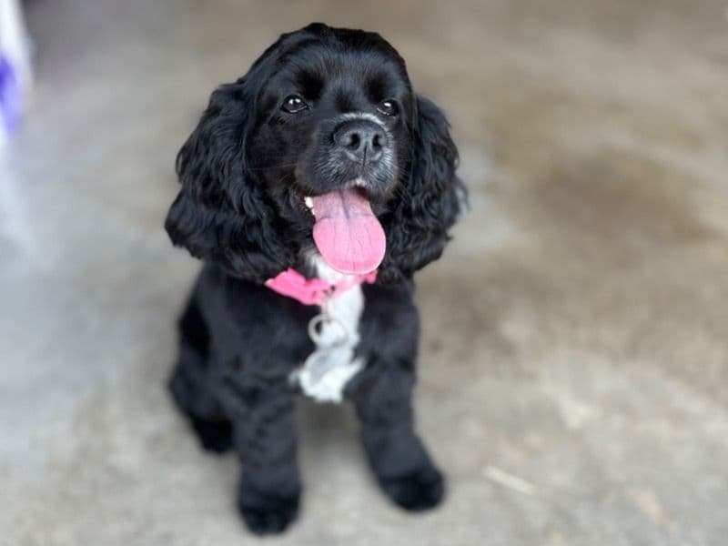 Hershey primary photo