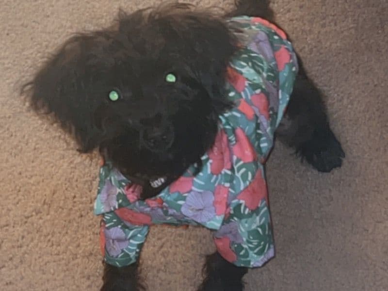 Dinero primary photo