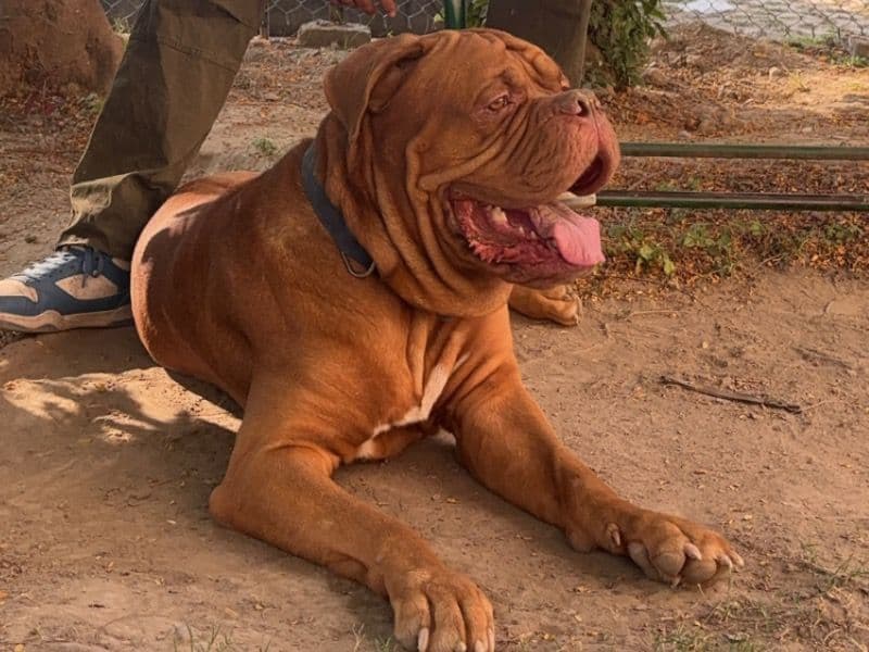 Dogue de Bordeaux 4 years 7 months old male large named Alex for breeding in Kumaon Division, Uttarakhand | Petmeetly