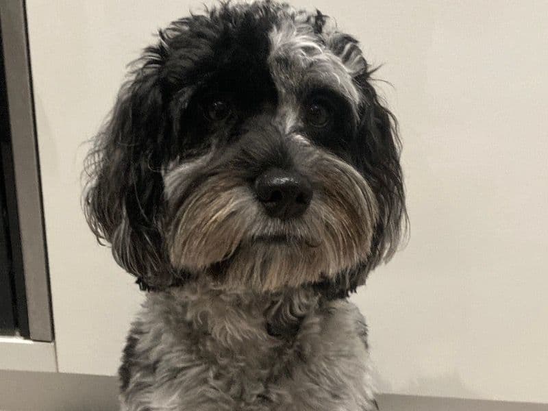 Cockapoo 1 year 1 month old female medium named Luna for breeding in Hertfordshire, England | Petmeetly