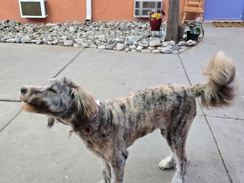 Pyredoodle 1 year 5 months old female large named Nutmeg for breeding in Bernalillo County, New Mexico | Petmeetly