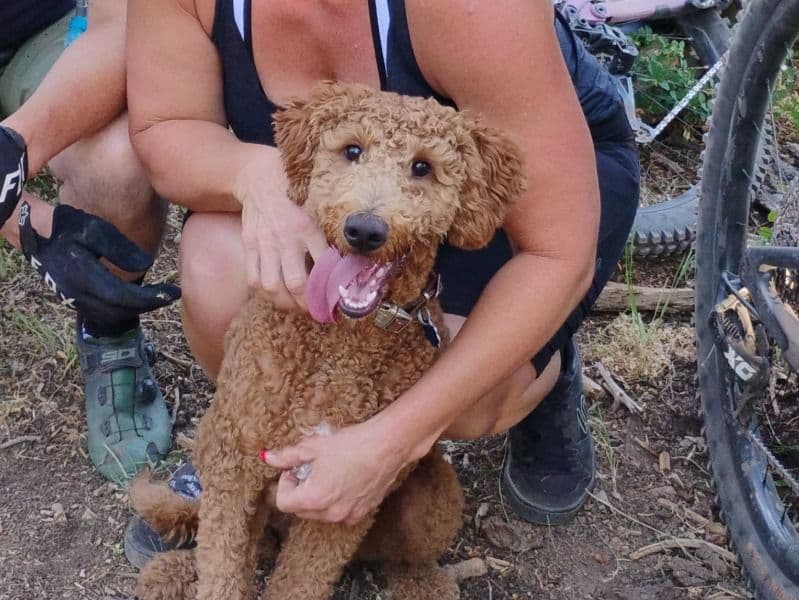 Double doodle 1 year old male medium named Rusty for breeding in Salt Lake County, Utah | Petmeetly