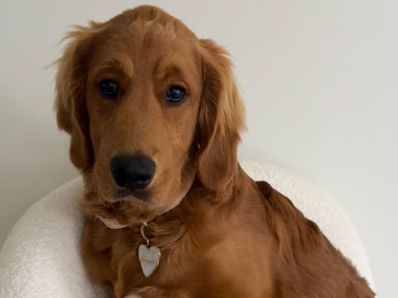 Golden Retriever 5 months old male medium named Bowser for breeding in City of Ballarat, Victoria | Petmeetly